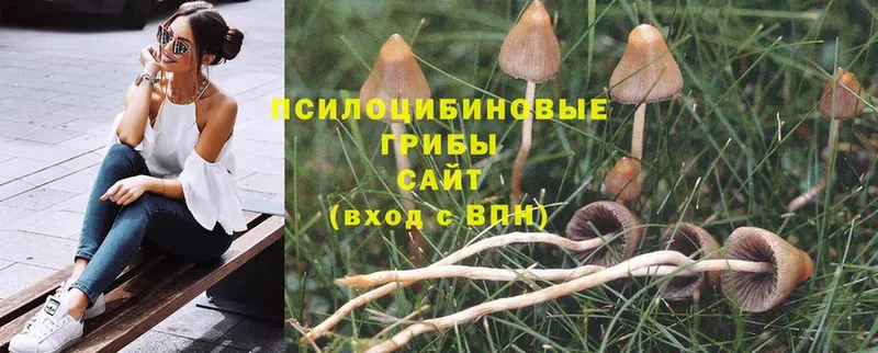 Псилоцибиновые грибы Psilocybine cubensis  Пошехонье 